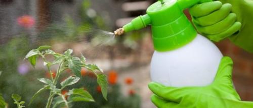 Табачная пыль вред. Способы применения табачной пыли на огороде и в саду