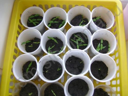 Что и когда сеять в огороде. Как сажать рассаду в 2020 году 02