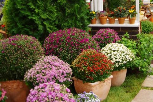 Выращивание хризантемы мультифлоры. Что собой представляет хризантема мультифлора шаровидная 01