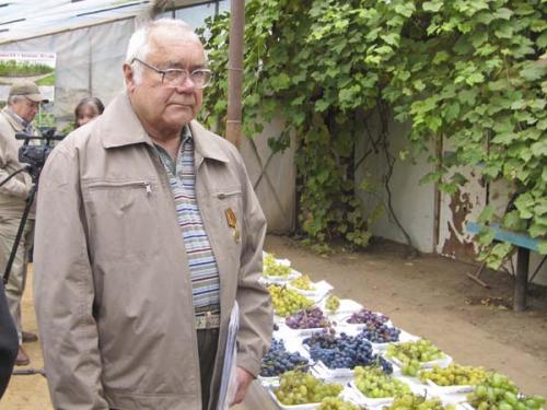 Виноград для северных регионов. ПЕРСПЕКТИВНЫЕ СОРТА ВИНОГРАДА ДЛЯ CЕВЕРНОГО ВИНОДЕЛИЯ И ПРИГОТОВЛЕНИЯ СОКОВ 02