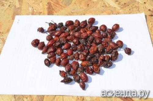 Как сушить шиповник на балконе. Как правильно сушить шиповник