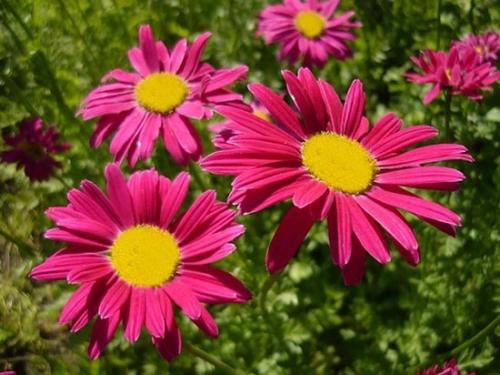 Танацетум снежные звезды. Особенности сорта 02