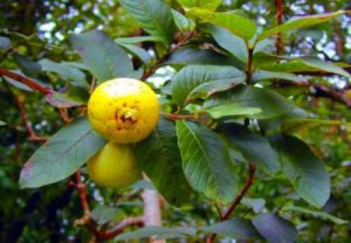 Гуава выращивание. Экзотическое растение гуава: как вырастить в домашних условиях, полезные свойства