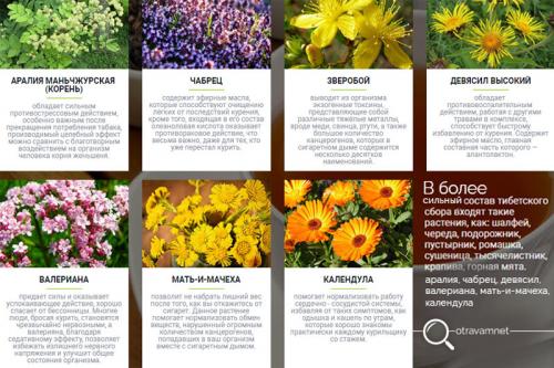 Тибетский сбор трав для очищения сосудов. Состав средства