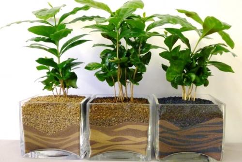 Ph почвы для кофейного дерева. Почва и дренаж