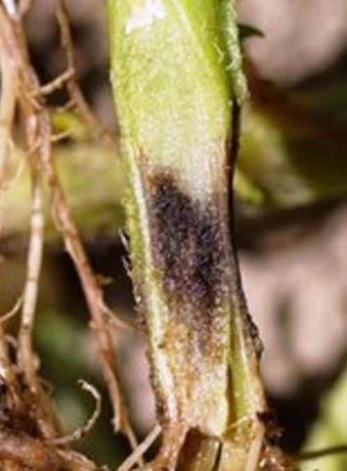 Болезни каланхоэ. Основные болезни каланхоэ, лечение в домашних условиях