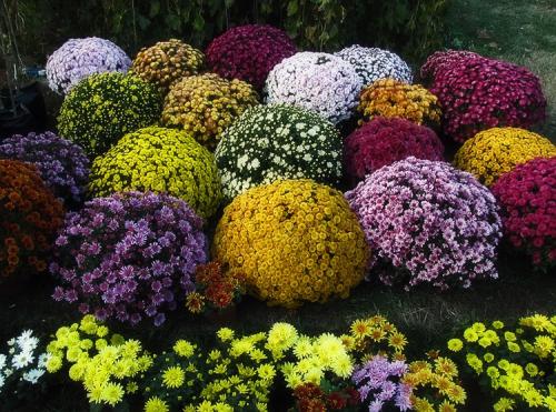 Выращивание хризантемы мультифлора в горшках на улице. Выращивание хризантем мультифлора: правила посадки и ухода