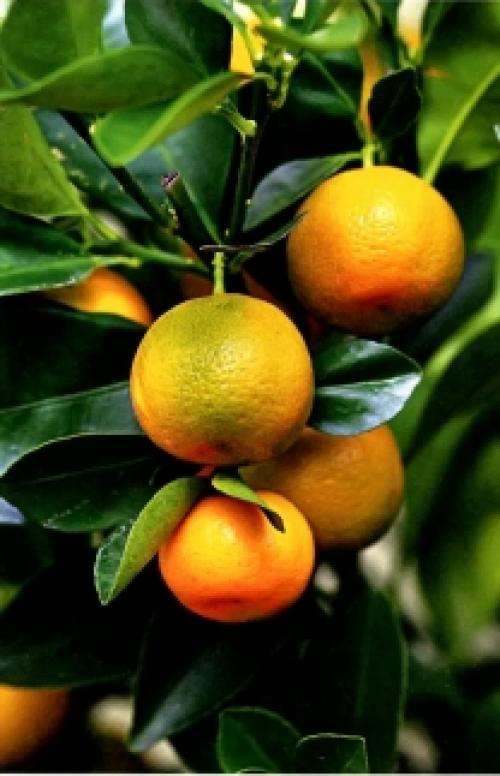 Экзотические растения на подоконнике. Съедобные экзотические растения на окне