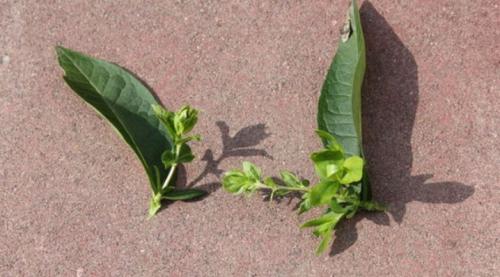 Флокс метельчатый из семян. Виды флоксов 08