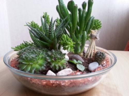 Иван-да-марья комнатный цветок. 11