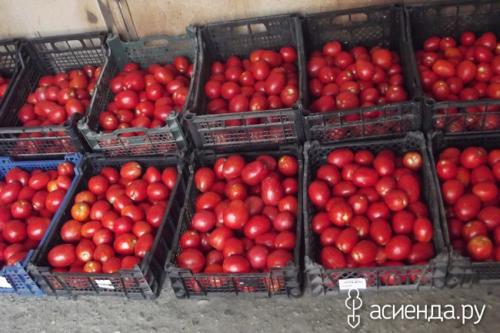 Томат “рио гранде”. Помидоры Рио Гранде. Урожайность.