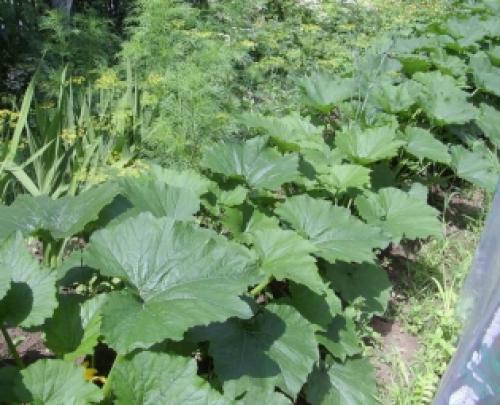 Потребности семьи на даче. Что и в каком количестве выращивать на даче в экономический кризис 05