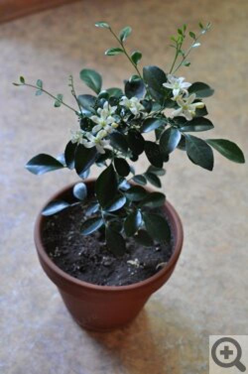 Цветок мурайя лечебные свойства. Мурайя (Murraya) 02