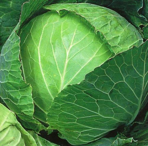 Культурные сорта капусты. Сорта капусты белокочанной с названием и описанием