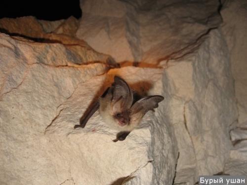 Где живут летучие мыши зимой. Там где зимуют летучие мыши