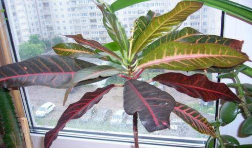 Кротон сбросил листья, как спасти. Почему у кротона сохнут и опадают листья и что при этом делать