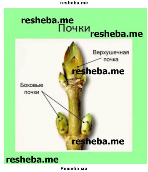 Схема укороченного побега сосны с хвоинками ― спутник. Лабораторная работа .  Знакомство с внешним строением растения 02