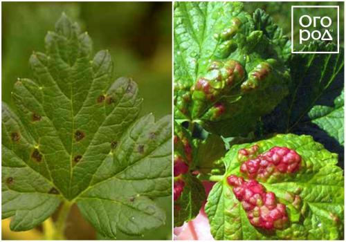 Пупырышки на листьях смородины. Куст смородины – описание 03