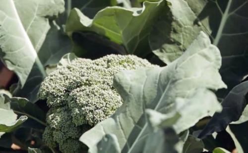 Как выглядит брокколи. Лучшие сорта для открытого грунта