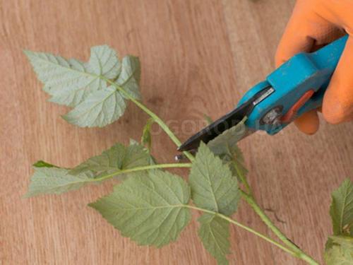 Размножение малины одревесневшими черенками