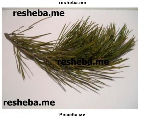 Схема укороченного побега сосны с хвоинками ― спутник. Лабораторная работа .  Знакомство с внешним строением растения 04