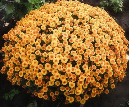 Выращивание хризантемы мультифлора в горшках на улице. Выращивание хризантем мультифлора: правила посадки и ухода