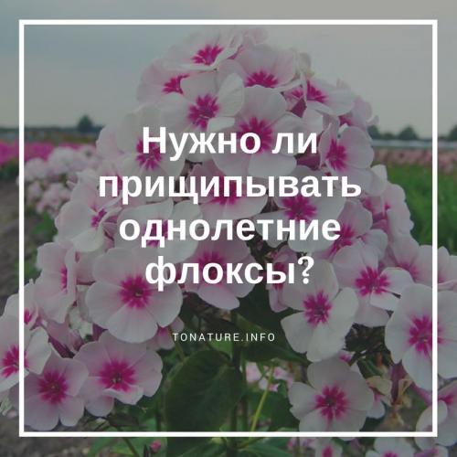 Как прищипывать однолетние флоксы. Нужно ли прищипывать однолетние флоксы?