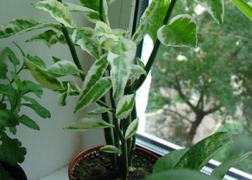 Фикус Бенджамина, как нарастить листья. 5 советов для формирования пышной лиственной массы фикуса Бенджамина