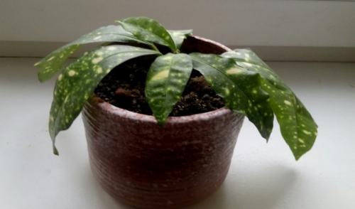 Кротон сбросил листья, как спасти. Почему у кротона сохнут и опадают листья и что при этом делать