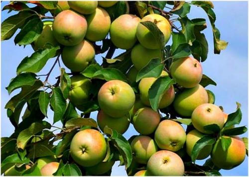 Как сушить яблоки в микроволновке. Как сушить яблоки в духовке, электросушилке,  микроволновке в домашних условиях