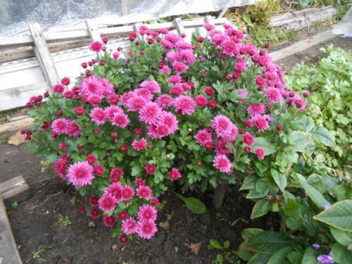 Выращивание хризантемы мультифлоры. Что собой представляет хризантема мультифлора шаровидная 02