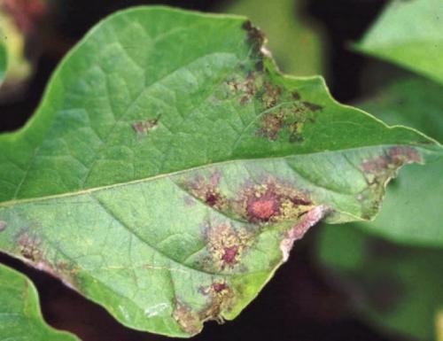 Болезни каланхоэ. Основные болезни каланхоэ, лечение в домашних условиях