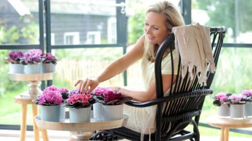 Комнатные цветы. Самые популярные комнатные цветы