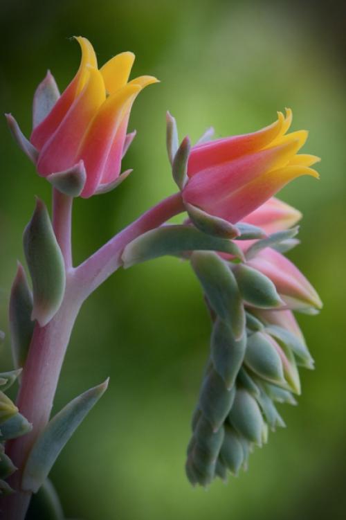 Эхеверия чёрный принц echeveria black prince. Как выглядит эхеверия?