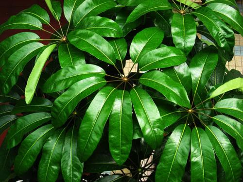 Шеффлера, какая нужна земля и горшок. Посадка, пересадка, грунт – шефлера не простит ошибки 23