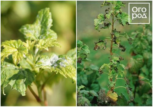 Пупырышки на листьях смородины. Куст смородины – описание 01