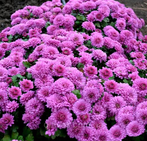 Хризантема мультифлора ранние сорта. Мультифлора