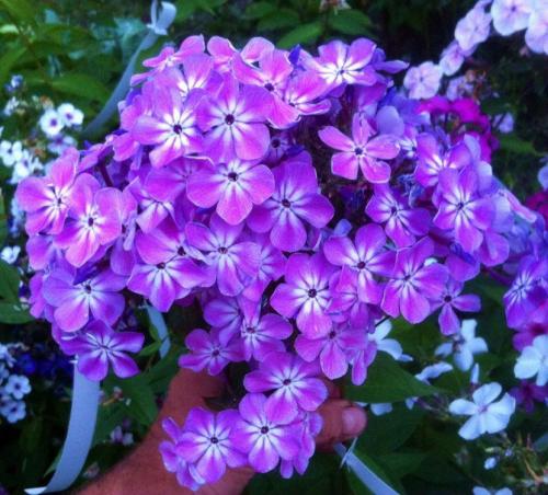 Цветы флоксы однолетние или многолетние. Флоксы — морфологическое описание, виды и вариации, выращивание и посадка + 106 фото