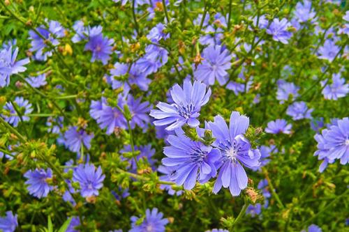 Полевые цветы приморского края. Синие полевые цветы