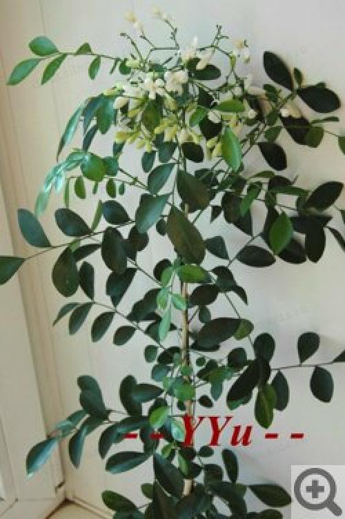 Цветок мурайя лечебные свойства. Мурайя (Murraya) 07