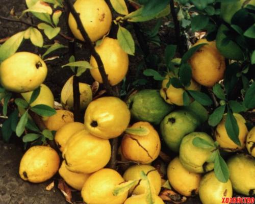 Виноград для северных регионов. ПЕРСПЕКТИВНЫЕ СОРТА ВИНОГРАДА ДЛЯ CЕВЕРНОГО ВИНОДЕЛИЯ И ПРИГОТОВЛЕНИЯ СОКОВ 04