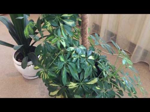 Шефлера польза. Шефлера в доме — приметы и советы