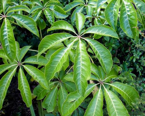 Пересадка шефлеры в домашних условиях. Виды и сорта шефлеры