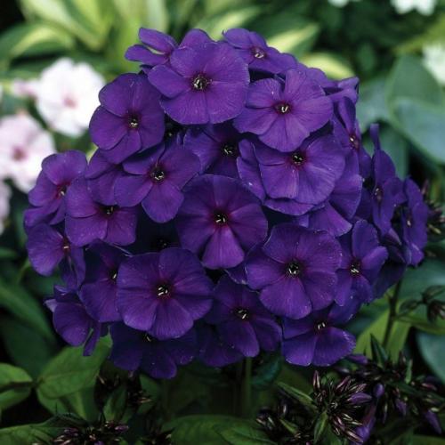 Цветы флоксы однолетние или многолетние. Флоксы — морфологическое описание, виды и вариации, выращивание и посадка + 106 фото