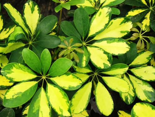 Шеффлера, какая нужна земля и горшок. Посадка, пересадка, грунт – шефлера не простит ошибки 24