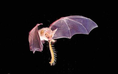 Где живут летучие мыши зимой. Там где зимуют летучие мыши 25