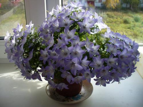 Комнатный цветок жених и невеста. Цветок жених и невеста (кампанула), уход в домашних условиях, фото