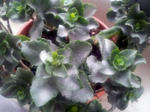 Болезни каланхоэ. Основные болезни каланхоэ, лечение в домашних условиях