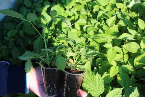 Размножение малины крапивкой. Способы размножения ремонтантной малины