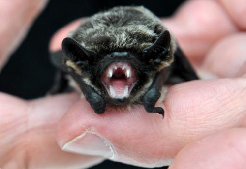 Как летают летучие мыши. Летучая мышь